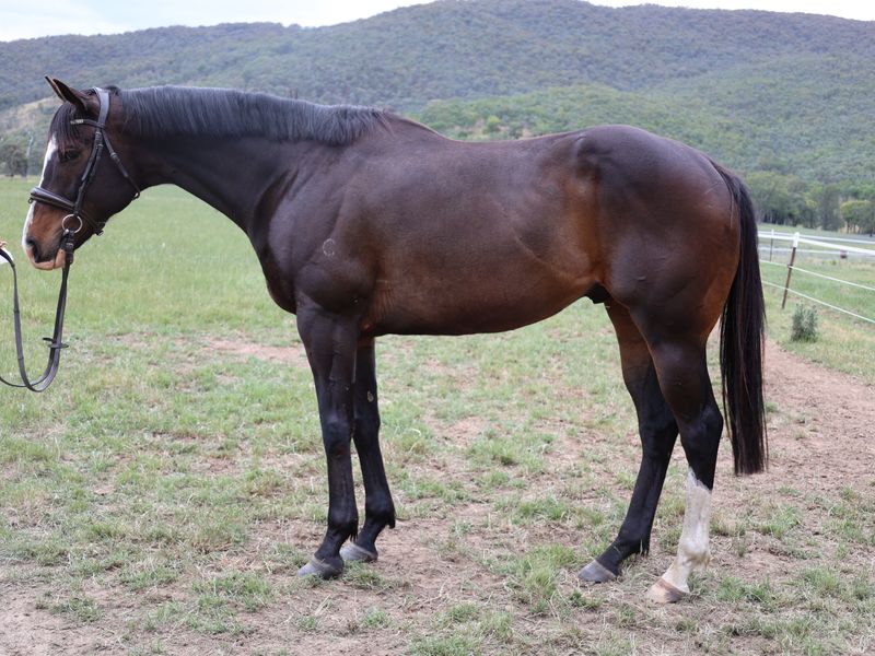 So You Think Gelding — photo 2 of 5