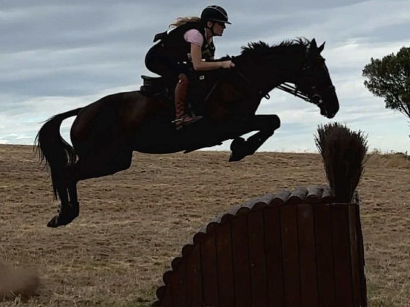 4* EVENTER/ 1.25 SJ Schoolmaster- PRICE REDUCED — photo 3 of 10
