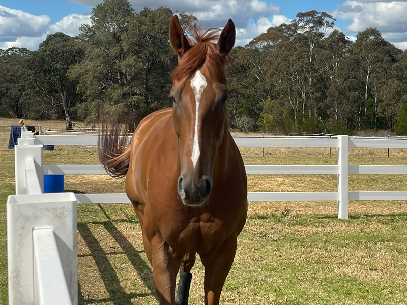 8-Year-Old Thoroughbred Gelding — photo 3 of 10