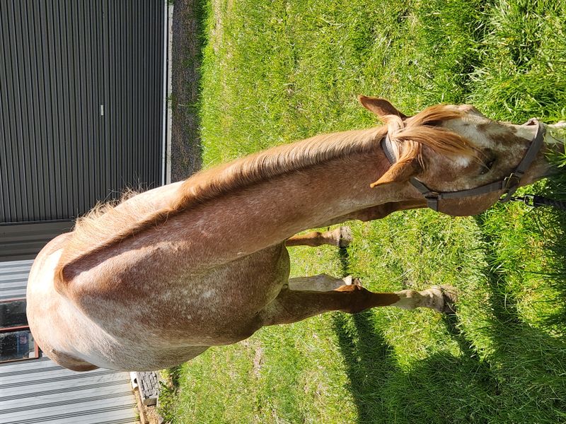 Eye-Catching Appaloosa mare — photo 3 of 10
