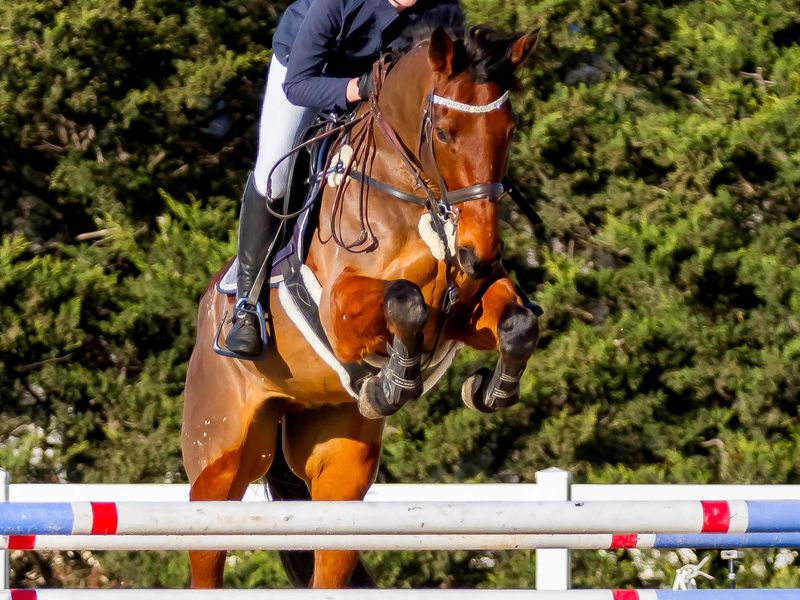 Eventing Showjumping Warmblood Gelding — photo 3 of 9