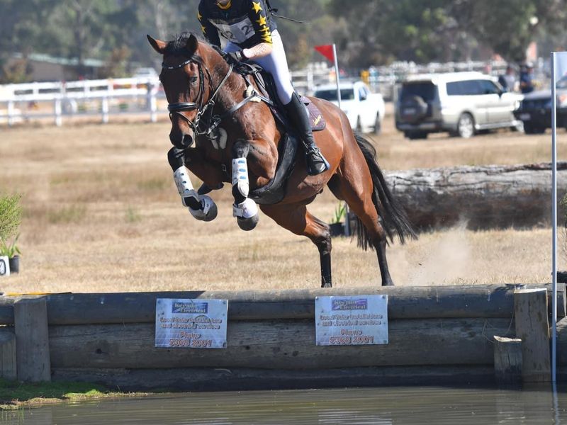 Eventing Showjumping Warmblood Gelding — photo 2 of 9