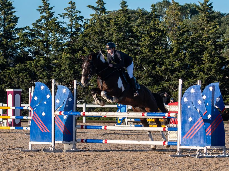 Talented Showjumper - Cowboy Cash — photo 2 of 7