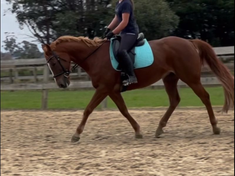 Genuine Allrounder — photo 2 of 9