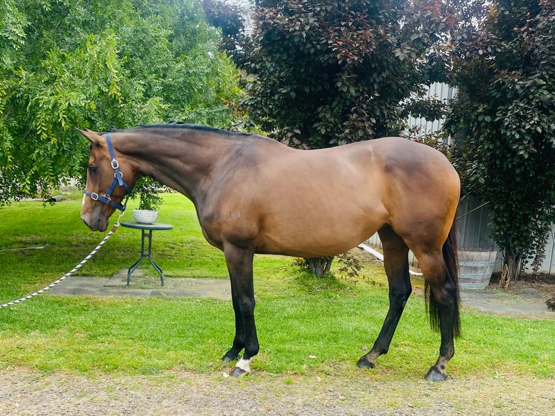 TB Mare — photo 3 of 3