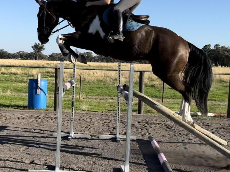 Talented Showjumper - Cowboy Cash — photo 3 of 7