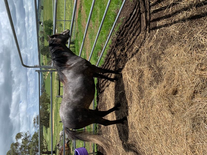 A Unicorn in the wings — photo 2 of 4