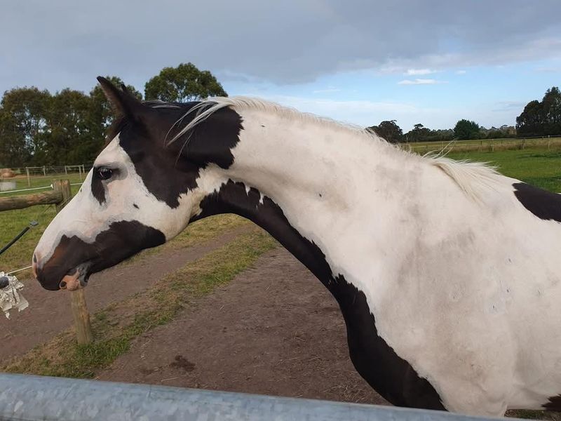 Homozygous Tobiano Warmblood Colt — photo 3 of 10