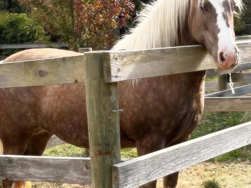 Stunning 75% Registered Gypsy Cob Filly — photo 3 of 8