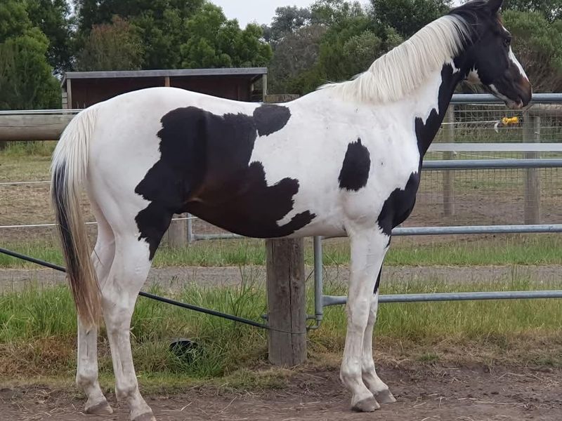 Homozygous Tobiano Warmblood Colt — photo 2 of 10