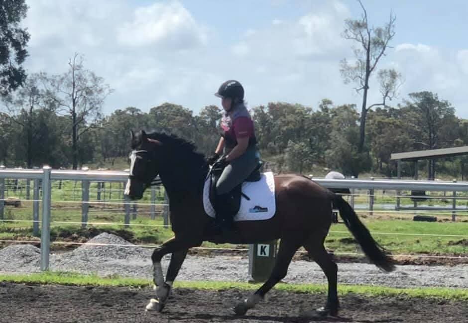 Beautiful waler mare — photo 2 of 4