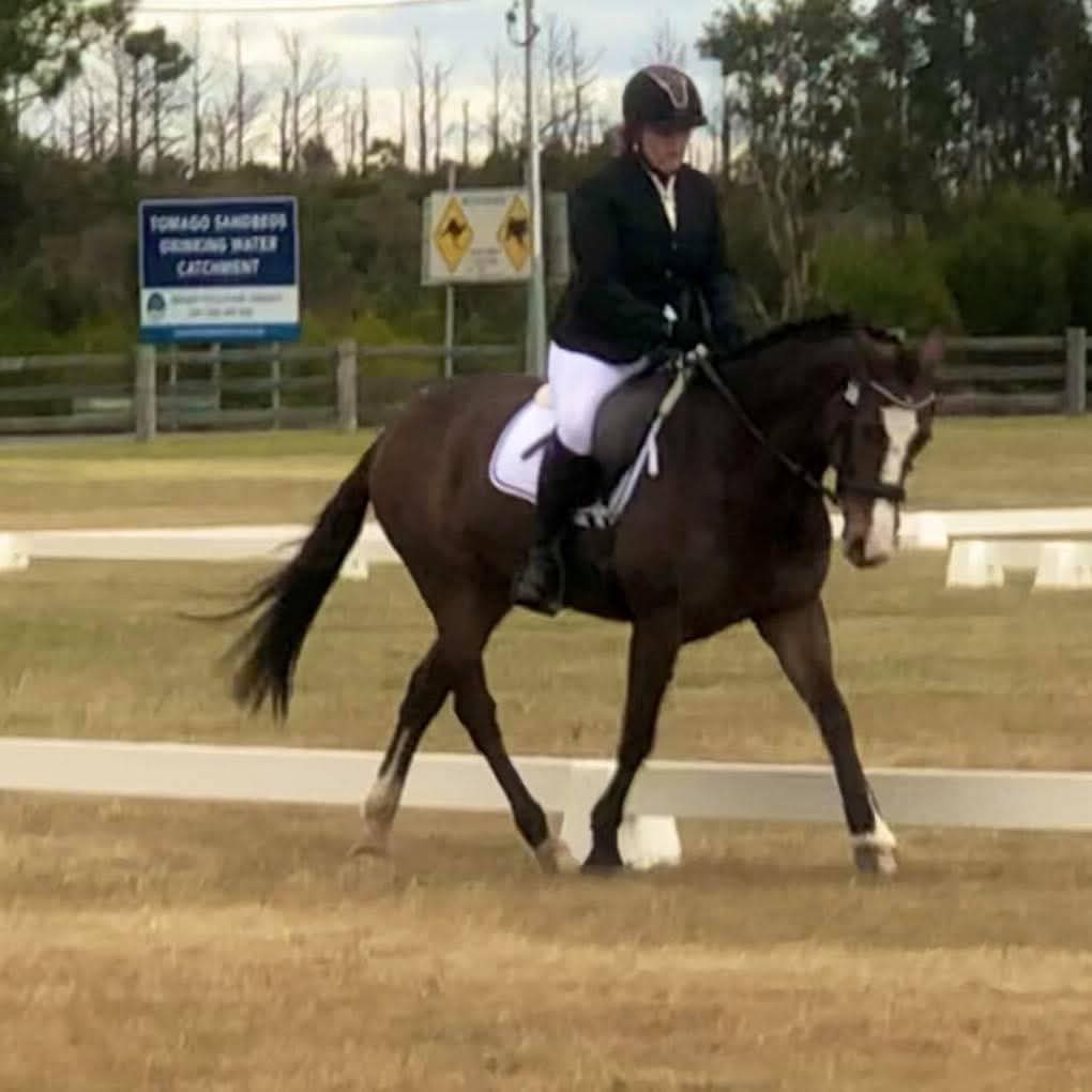 Beautiful waler mare