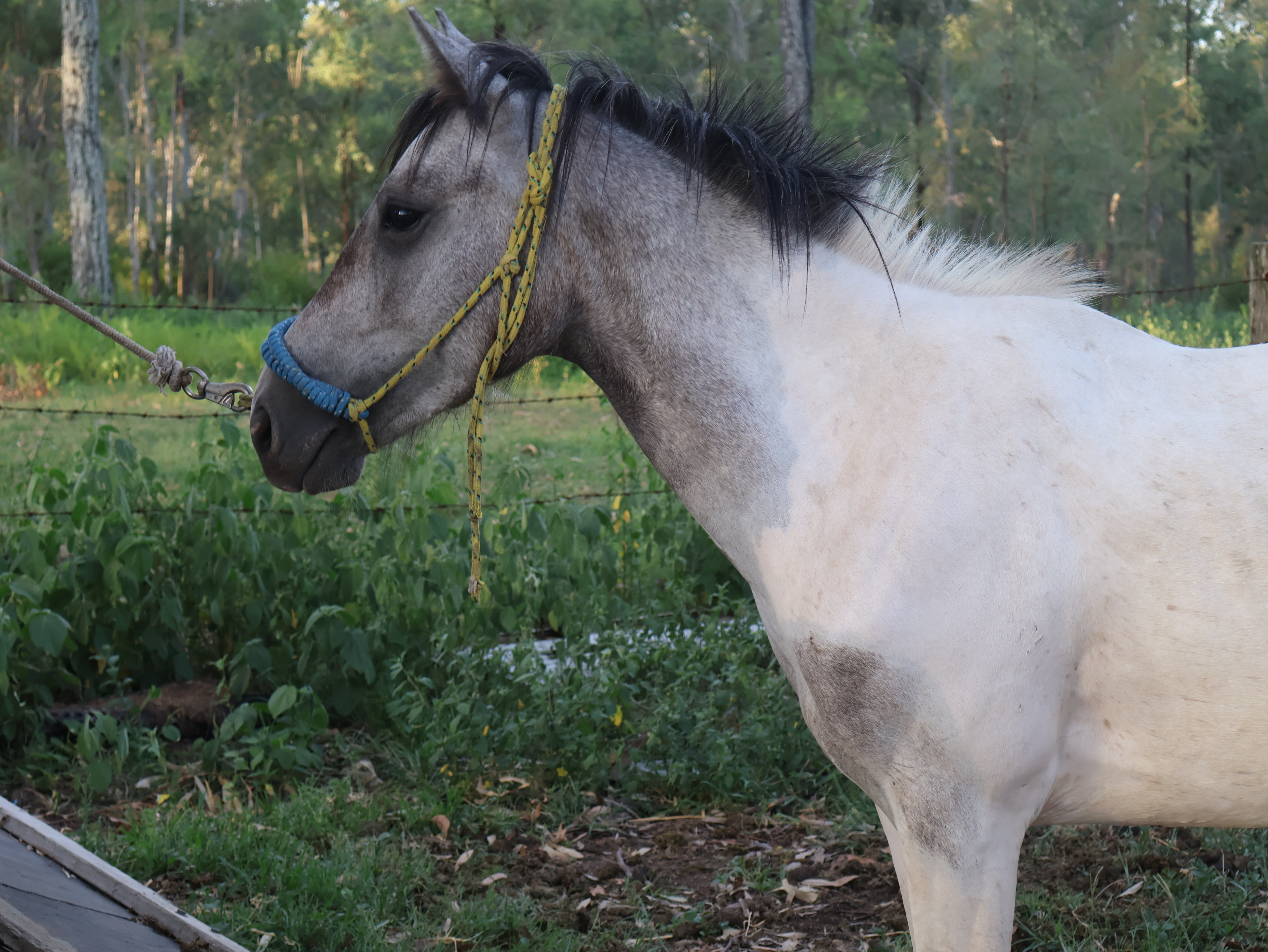 Bluey Quiet Grey Kids Pony Project 12hh — Ponies (photo 5)