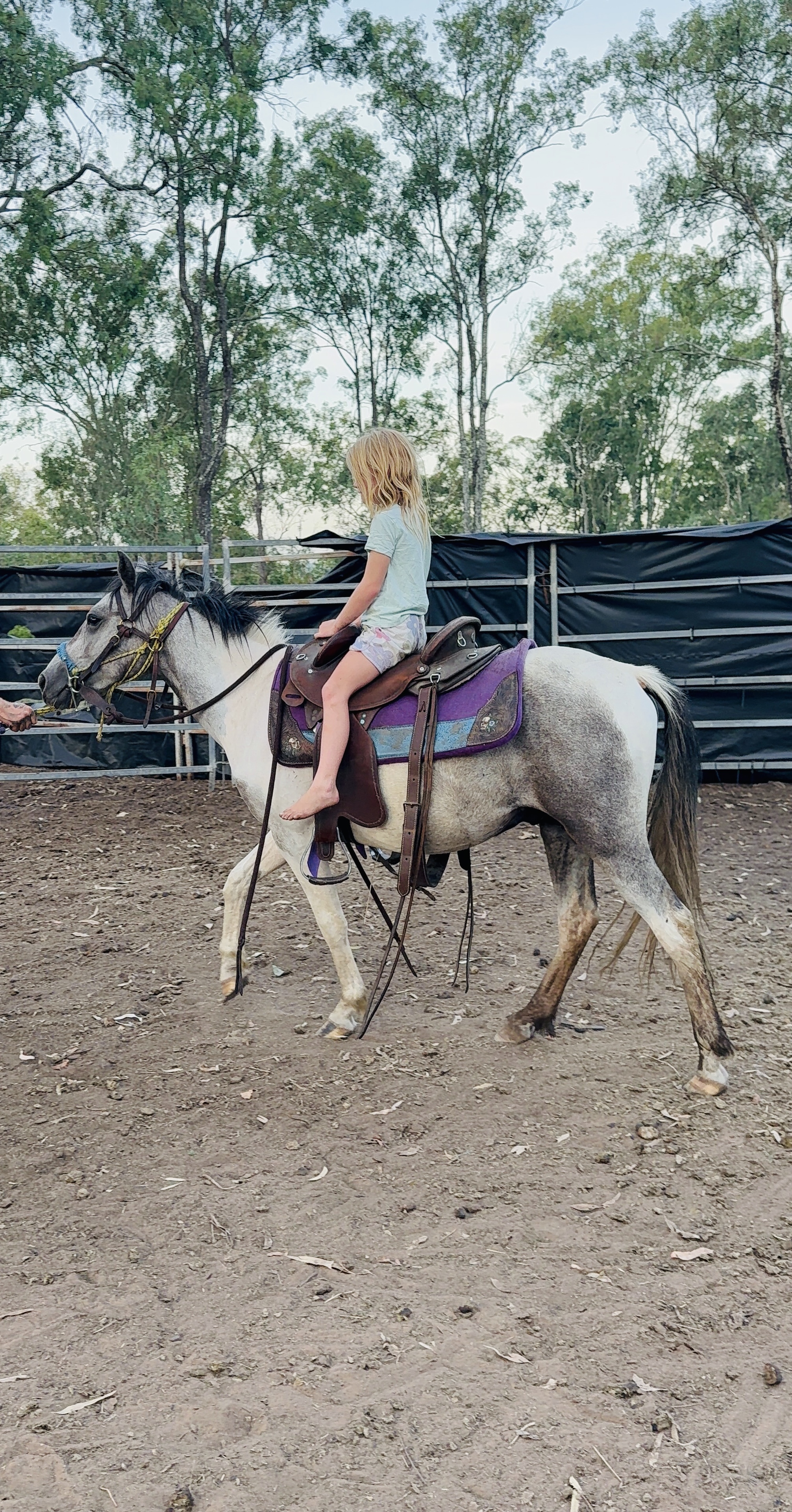 Bluey – Quiet Grey Kids Pony Project | 12hh — photo 2 of 5