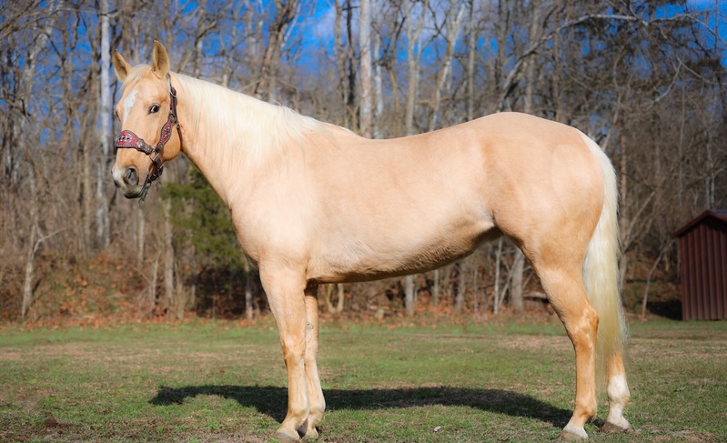 Buy Horses — Quarter Horse (photo 3)