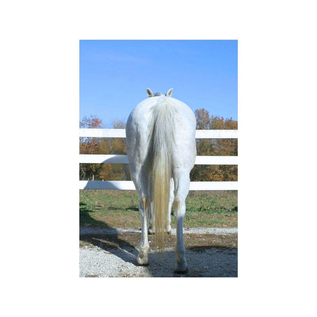 Buy Horses — Quarter Horse (photo 4)