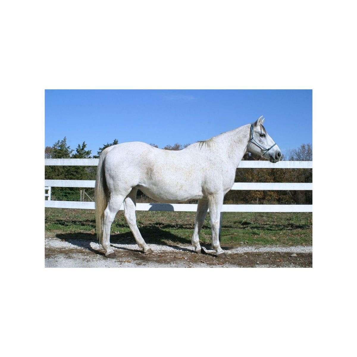 Buy Horses — Quarter Horse (photo 2)
