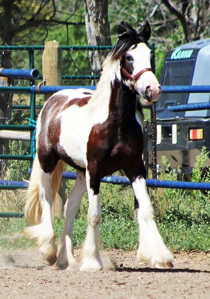 Salute to Sam" Piebald Colt Gypsy Vanner — photo 2 of 3