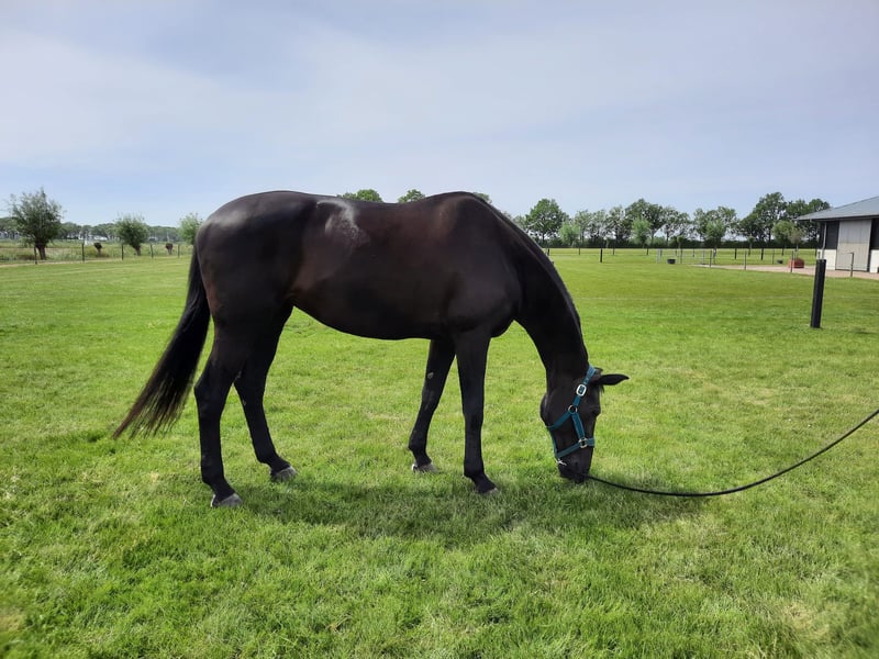 Buy Horses — Warmblood (photo 5)