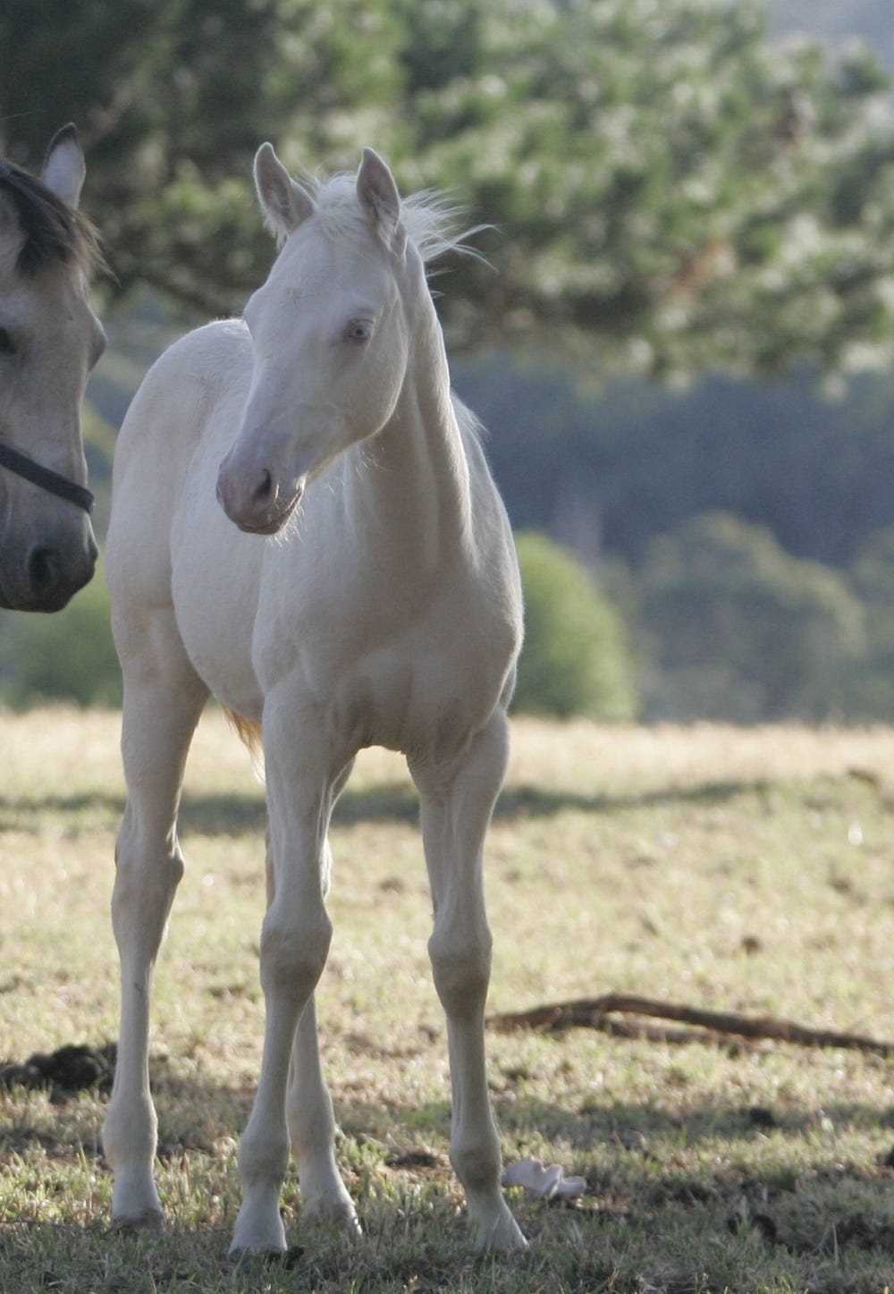 Smoky Cream ASB QH SH — photo 2 of 5