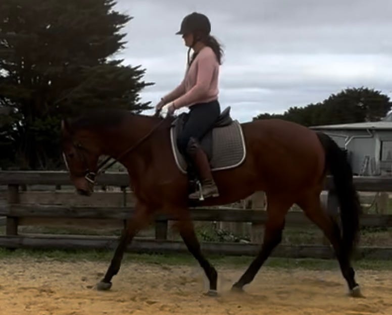 Class Act - Thoroughbred Mare — photo 3 of 3