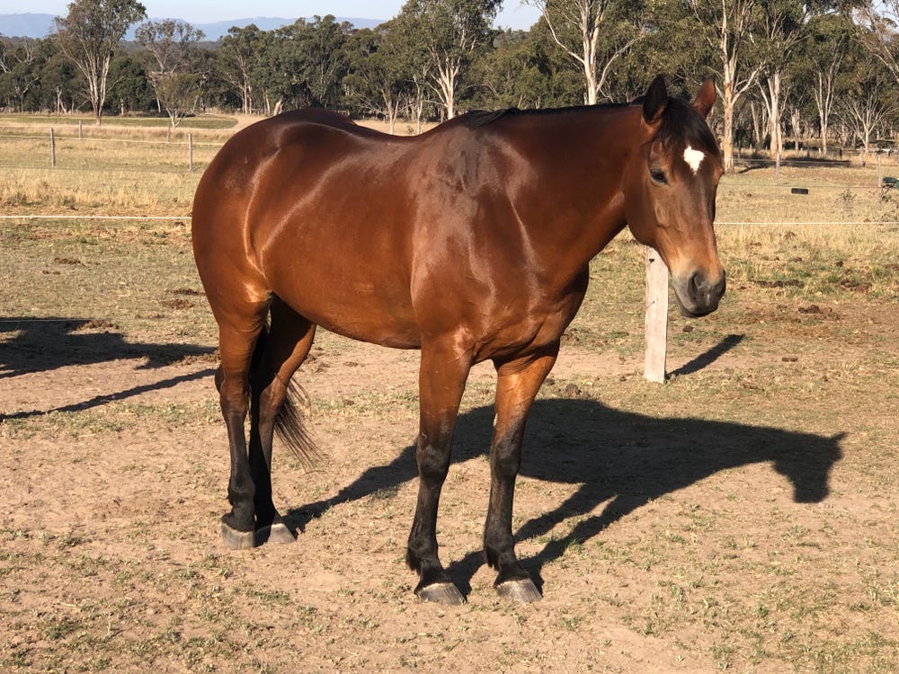 Versatile Quiet Mare — photo 2 of 5