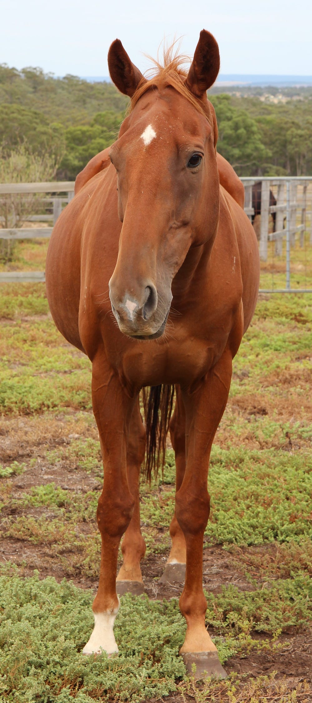 Unraced thoroughbred gelding — photo 3 of 3