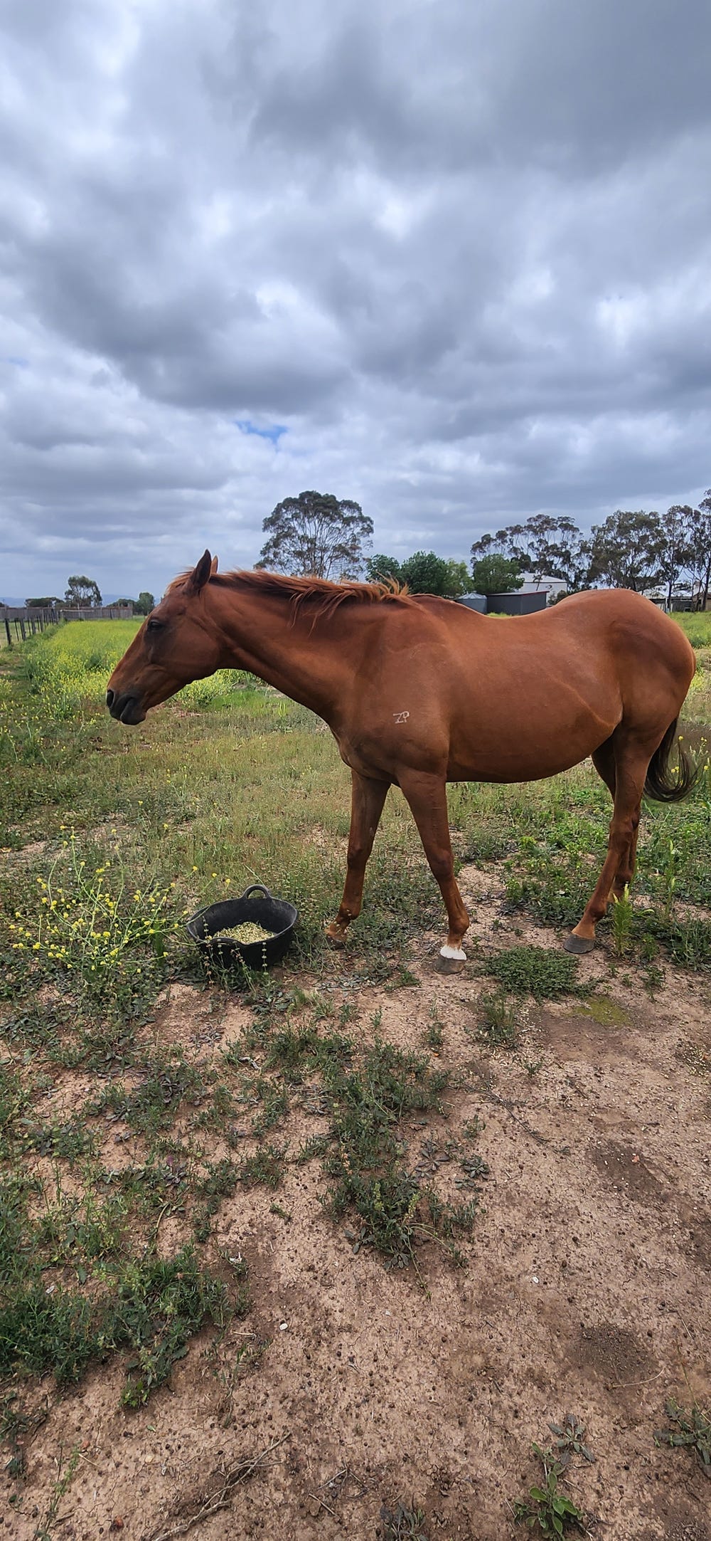 Penny. Sweet gorgeous girl — photo 2 of 3