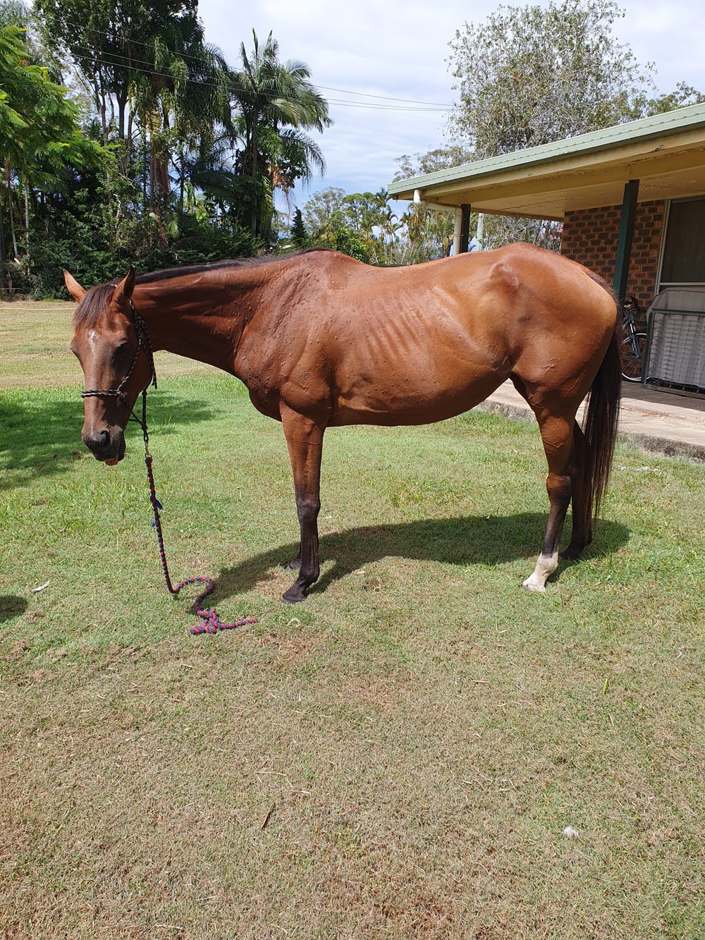 Thor' Bred Mare Illusive Gail — photo 2 of 3