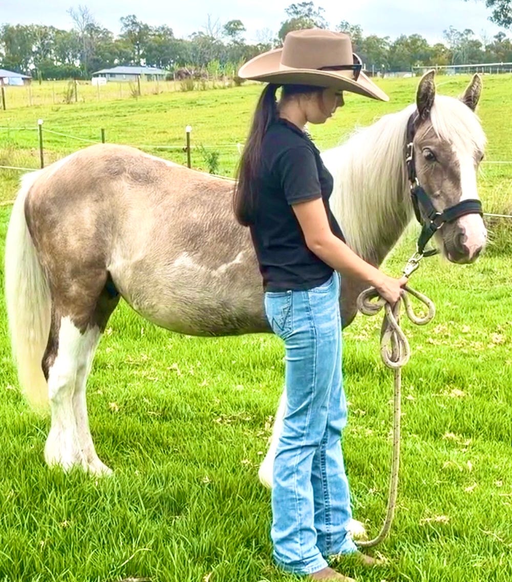 Pure Silver Dapple Gypsy Cob Colt — photo 3 of 5
