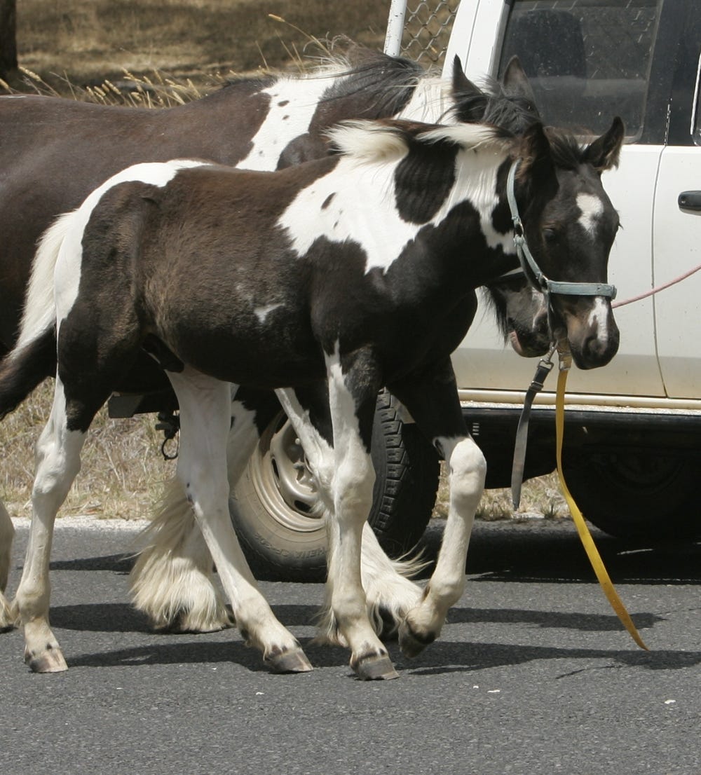 Gypsy Cob x Glacial Gold (USA) xx — photo 3 of 5