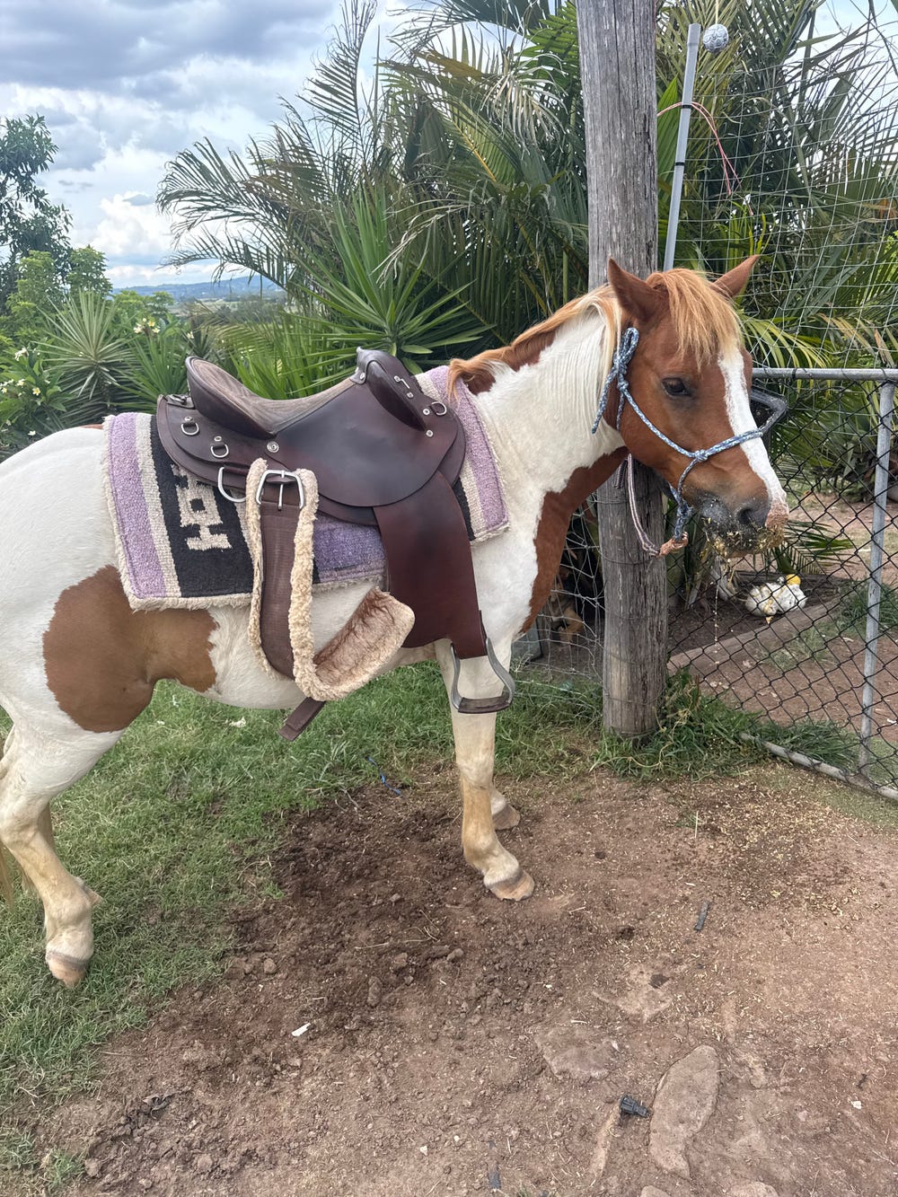 Bandit 13hh Gelding — photo 3 of 3