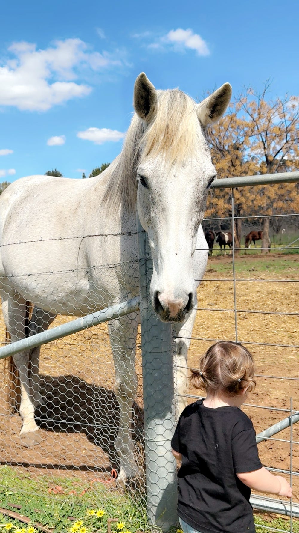 Grey TB Mare Metalic Point — photo 3 of 3