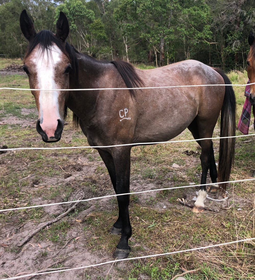 Beautiful Quarab Gelding — photo 3 of 3