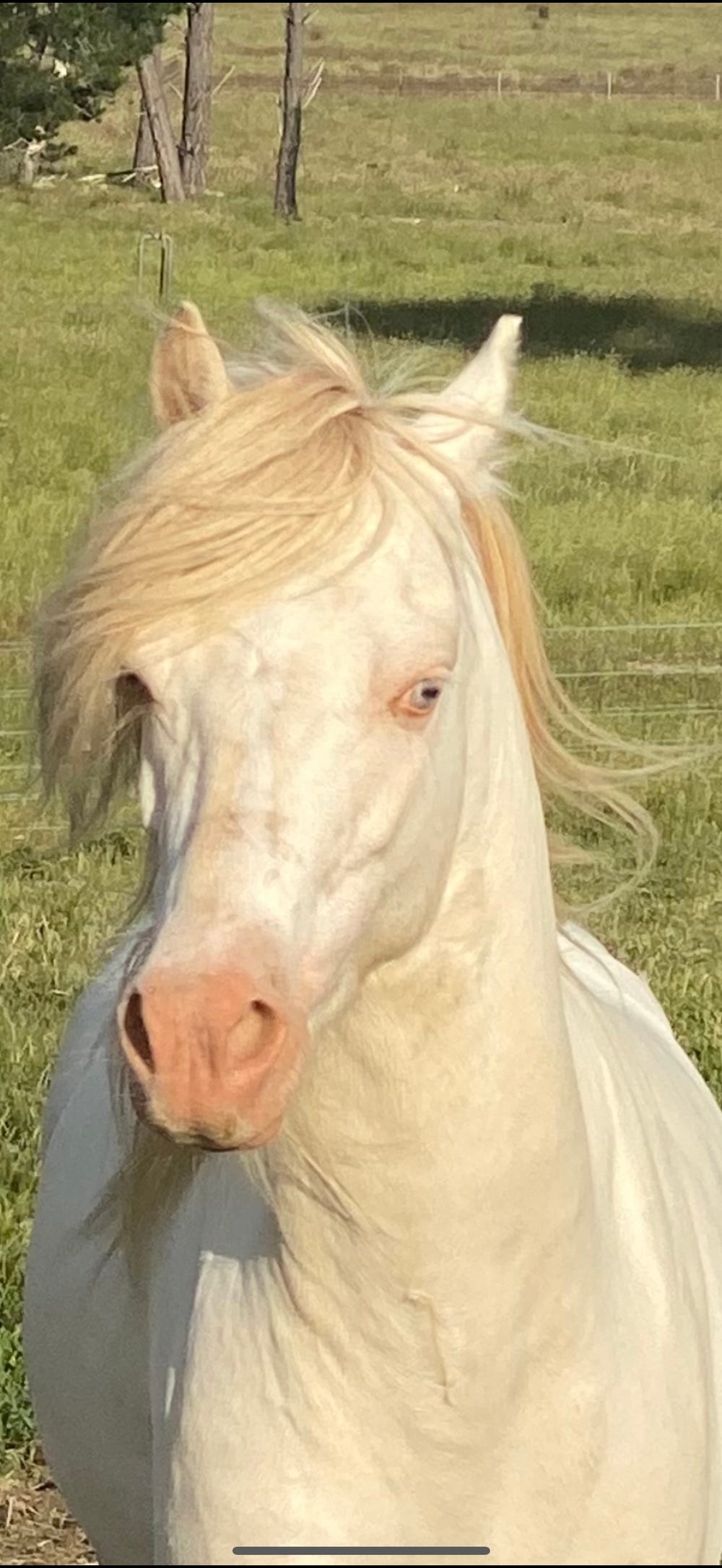 Welsh B Perlino Stallion — photo 2 of 5
