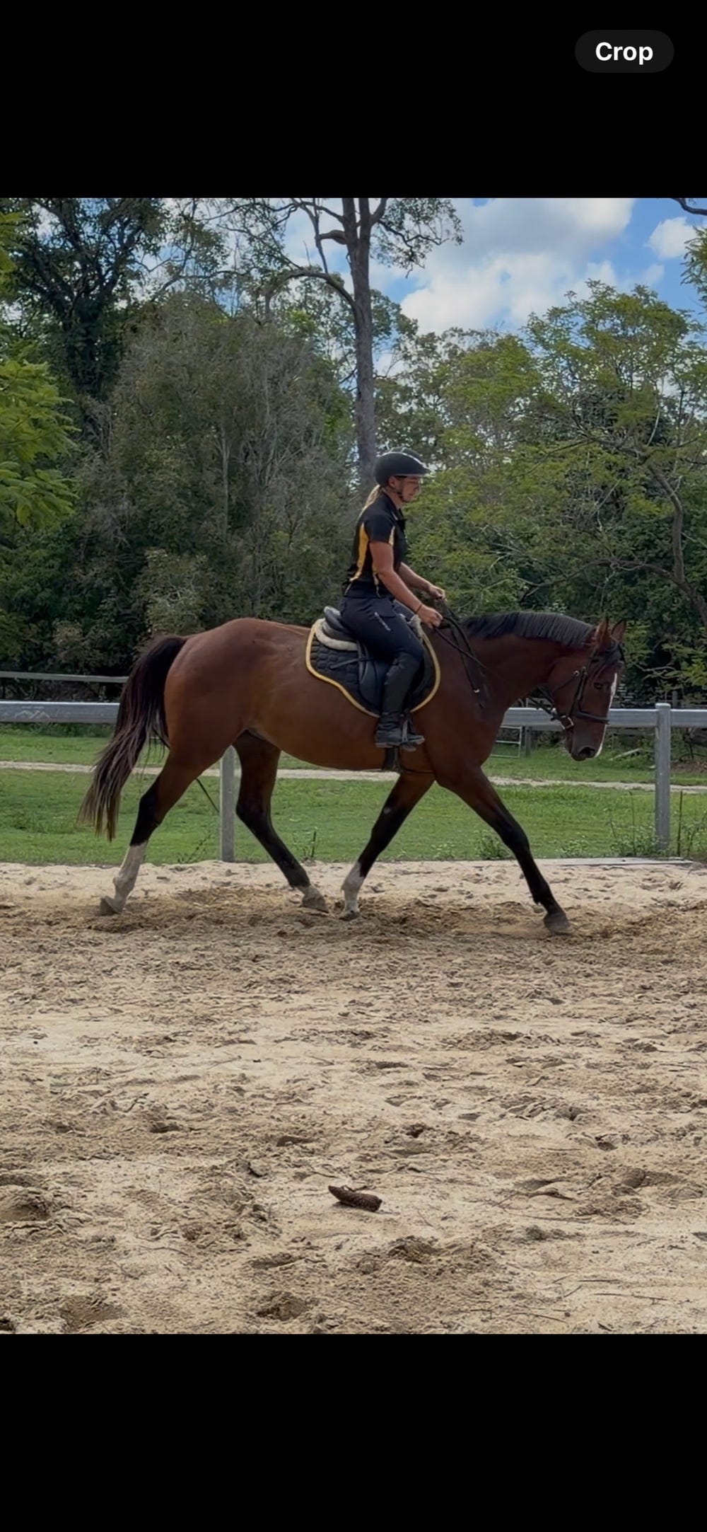 Warmblood gelding — photo 3 of 5