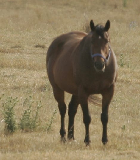 ASB Built bigger than a QH halter horse IN FOAL — photo 2 of 5