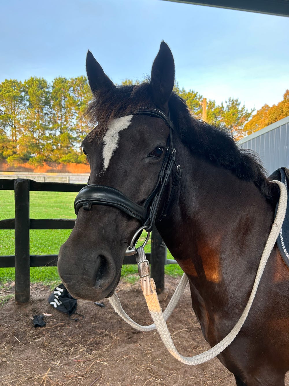 Dream Pony — photo 2 of 5