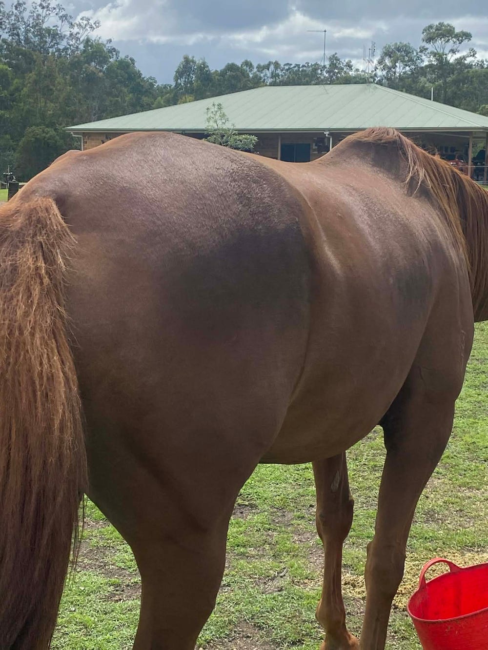 Goldy???? Stunning-mare tb — photo 3 of 3