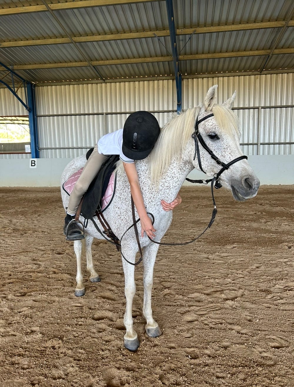 Arab x riding pony — photo 2 of 3