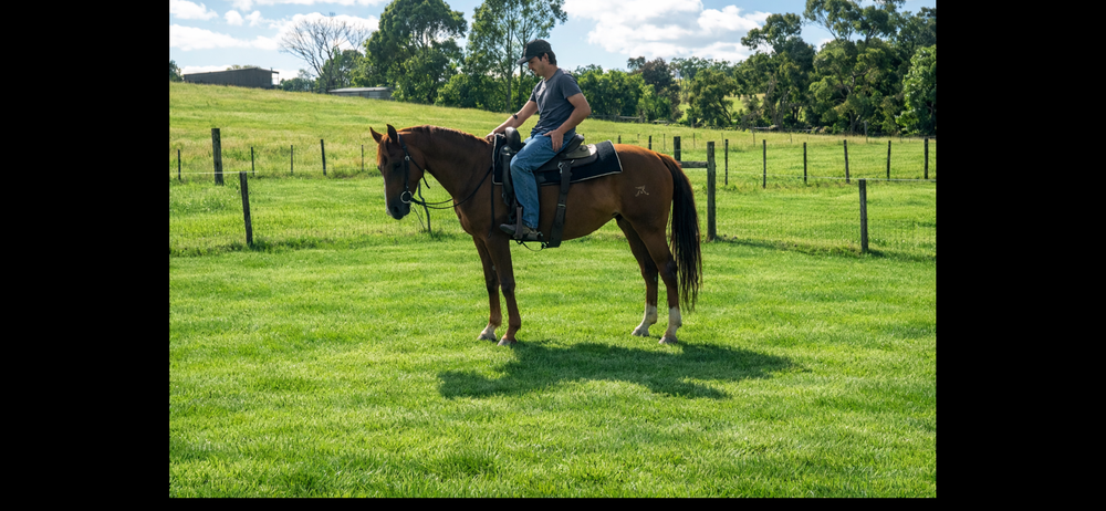 Performance Quarter Horse — photo 2 of 2