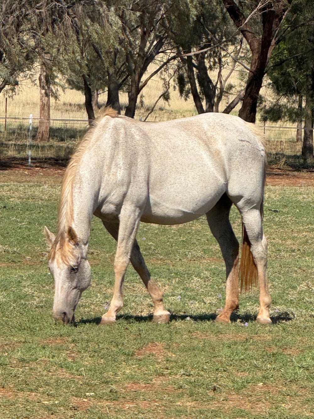 Grey TB Mare Metalic Point — photo 2 of 3