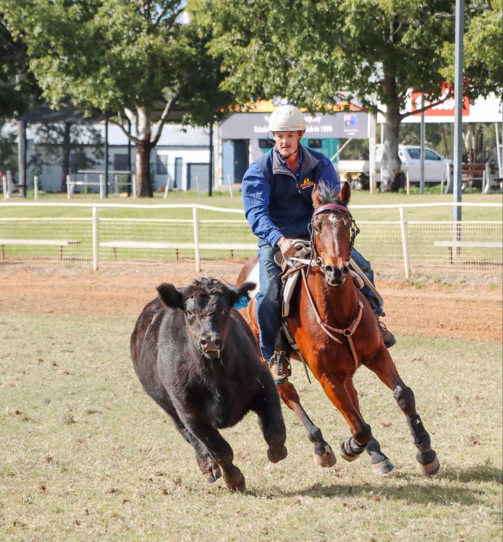 Jet bay gelding — photo 3 of 4