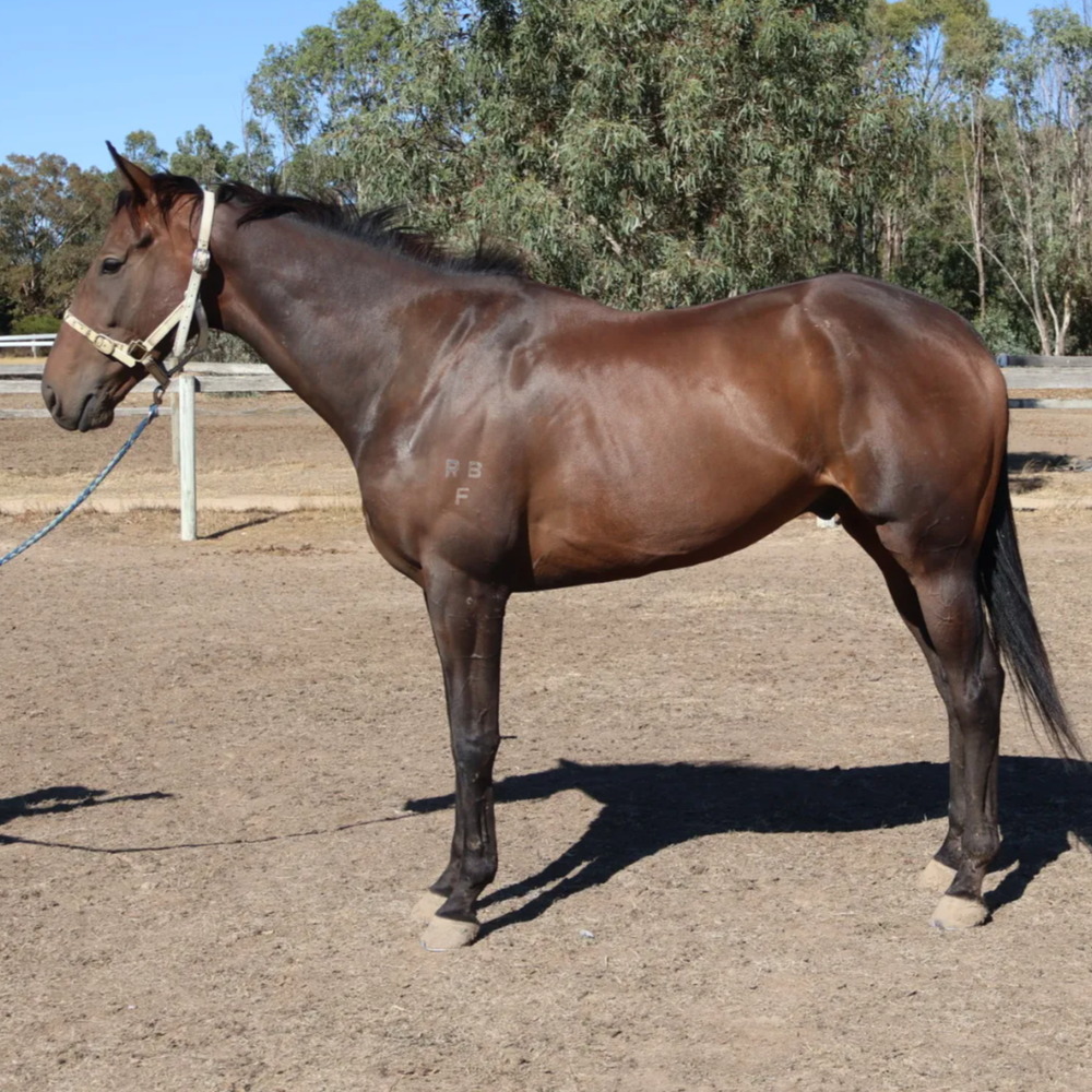 Eventing prospect — photo 2 of 2