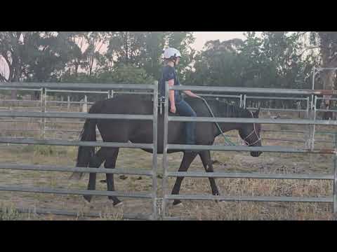 Sweet Percheron x QH pos preg — photo 3 of 3