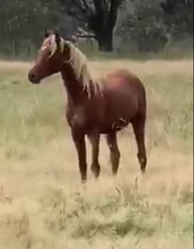 Egyptian Arabian Gelding — photo 2 of 3