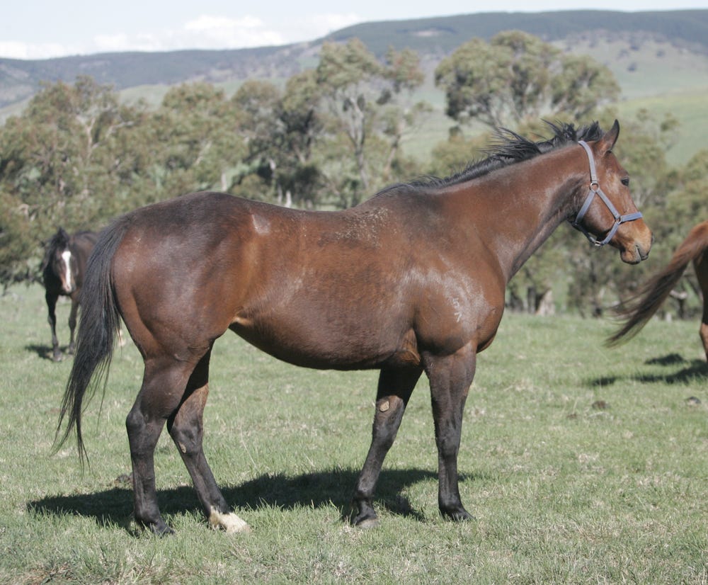 ASB Built bigger than a QH halter horse IN FOAL — photo 3 of 5