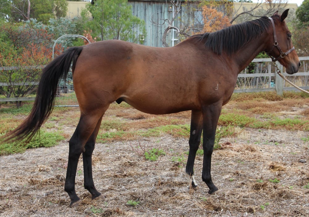 Good Natured Hack Prospect — photo 2 of 3