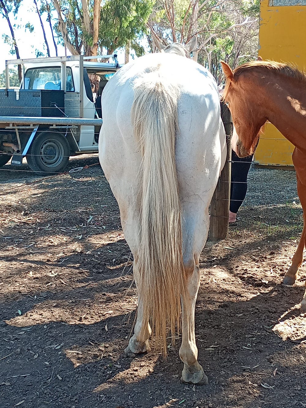 Palomino mare make a offer $$$ — photo 3 of 3