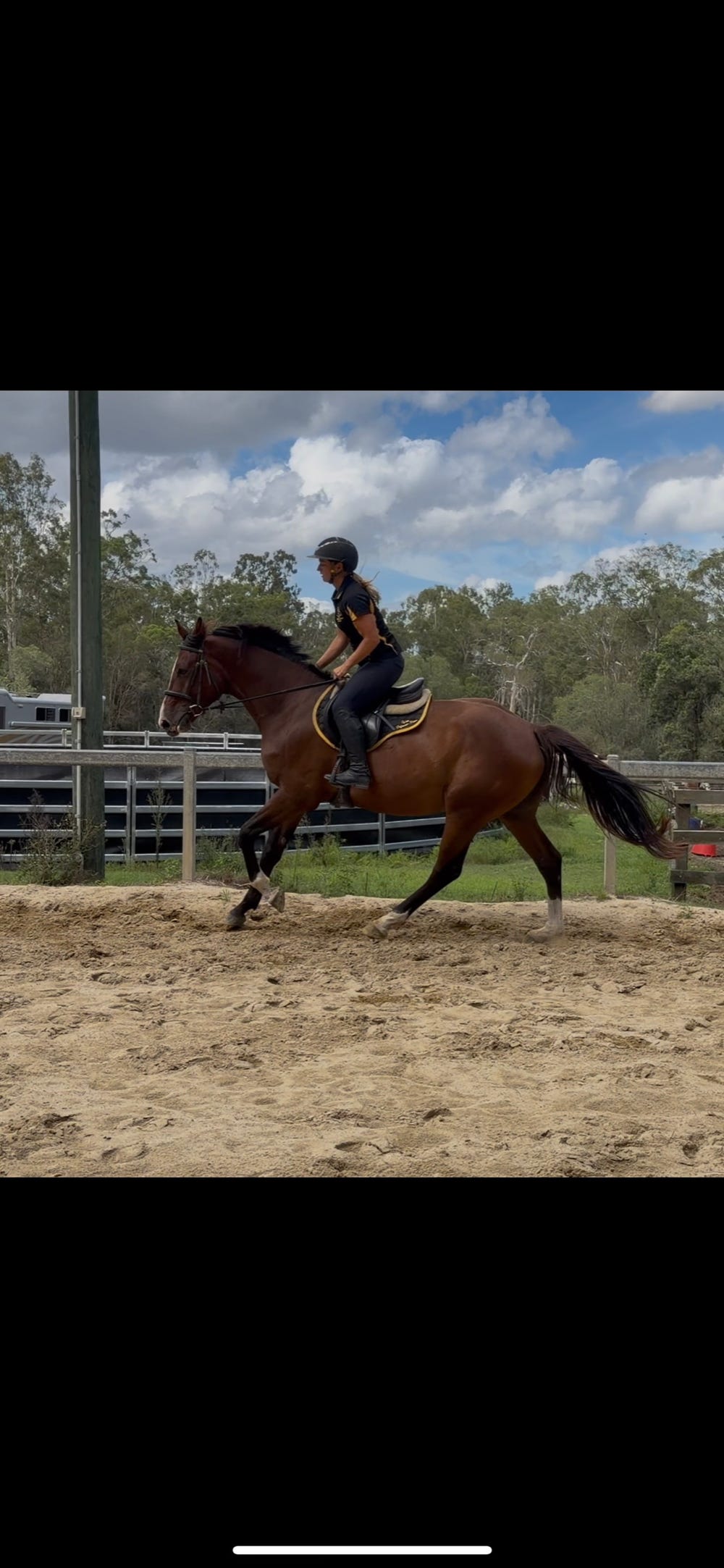 Warmblood gelding